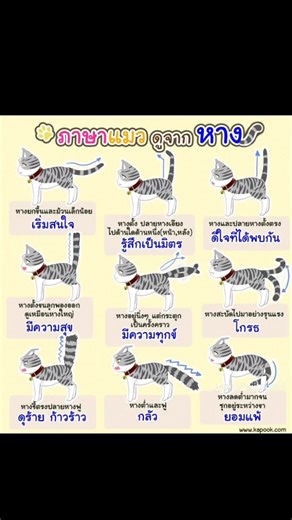 Understanding Cat Emotions Through Tail Language