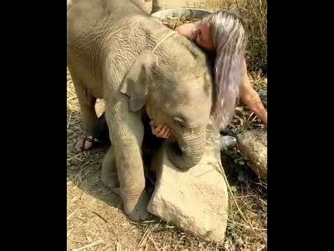 Baby elephant just wants to cuddle.