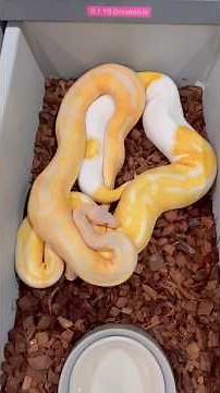 How To Breed Ball Pythons!