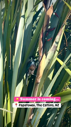 2K views · 38 reactions | Tūī are back feeding on flowering flax  With iridescent feathers, amazing vocal skills, and a love for nectar, they’re one of NZ’s true icons.   #Tui #NZBirds #NativeBirdsNZ #CatlinsWildlife #Papatowai #BirdwatchingNZ #NatureNZ #SummerIsComing #PeakesKitchen | Peake's Kitchen and Papatowai Country Store | Facebook