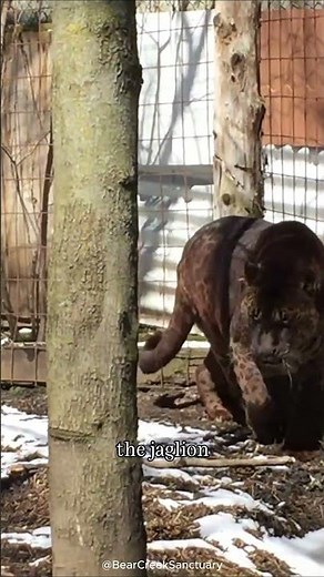 The Most Shocking Hybrid Animals on Earth! 🧬 (You Won’t Believe #4!)