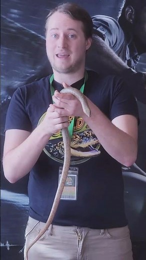 Legless Lizard Facts! | Prehistoric World