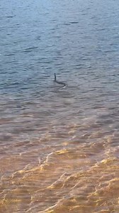 231K views · 1.6K reactions | Ek challange Ryk Neethling om die slang weg te swem 﫢 Baie mense vra kan alle slange swem en ja hulle kan vinniger beweeg op water as op land 路‍♂️ sien is glo  Boomslang  Highly venomous⚠️ Released Kyk hoe blaas hy sy bek op vir meer boeincy  | Boland Snake Removals 24/7 and Pest Control | Facebook