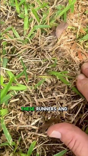 How to Identify St. Augustine Grass: Key Traits and Lawn Care Tips