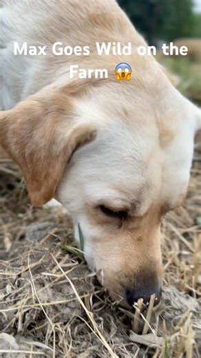 Max Goes Wild on the Farm | Labrador Adventure Short #shorts