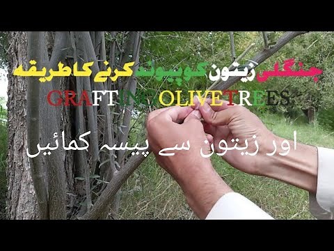 #Techniquetograftolive tree||#grafting olive||injerto de olive|Nature&Nature|zaitoon ki paiwandkari