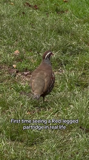 Excuse the heavy breathing i ran to get a video lol #redleggedpartridge #partridge #gamebird #game #countryside