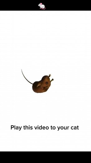 Funny Cat Reactions to Engaging Videos