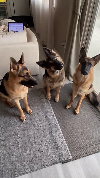 German Shepherd Life Why Big Dogs Are Big Work