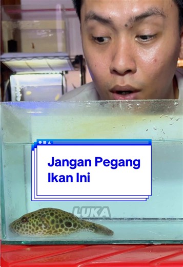 Gue beli ini pake Rupiah ya, bukan Dollar!! @Red Dragon Indonesia #fishfrenzyindonesia #ikanhias