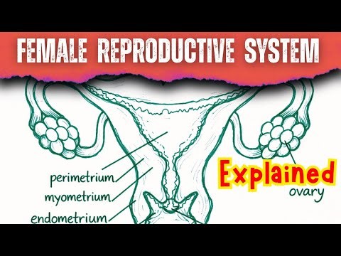 Female Reproductive System Diagram Explained | RBSE Board Exam 2026 most important Biology Diagrams