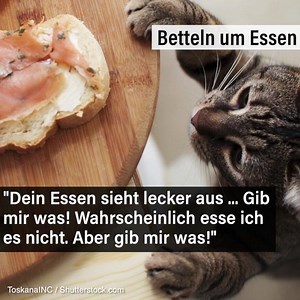 50K views · 820 reactions | Die besten Erziehungstipps für Katzen  | Gala | Facebook