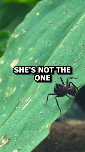 The Terrifying Truth About Zombie Ants 😨