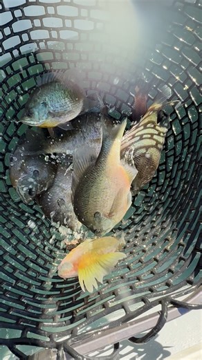 Donation to Blackwood | Michael Scherer | Facebook