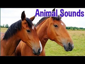 Animal Sounds for Children (15 Amazing Animals)