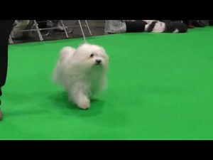 Havanese Dogs Crufts 2020
