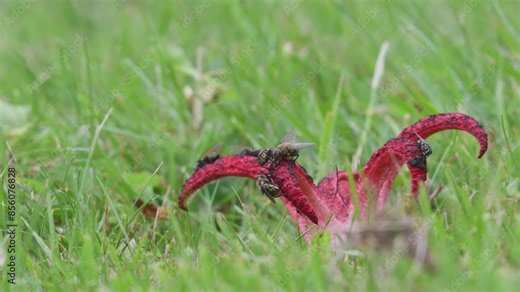 Very stinky mushroom Clathrus archeri aka octopus stinkhorn with red tentacles covered by flies. Stink entice insect. Looks like alien. Growing from the egg. Edible in Asia.