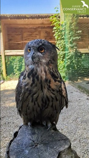 Molly the Eurasian Eagle-Owl