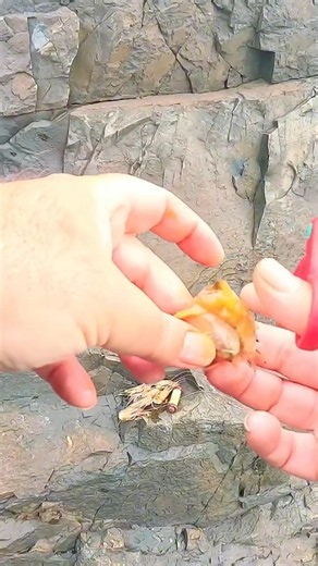 The best bait for permit #fishing #fishing