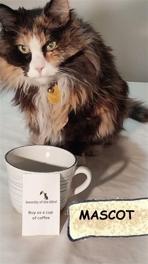 Funny Cat: Real Cats Being Cats ( Help Support Daisy Cat ) #shorts