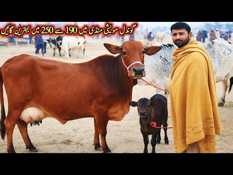 Today Gondal Mandi latest update12 Jan 2026!Sahiwal cross cow for sale!cow sale in Punjab today!#cow