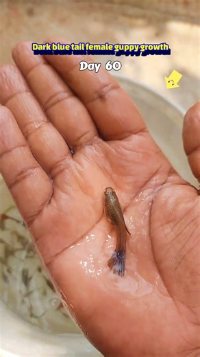 Dark blue tail female guppy fish growth time lapes 200 days #fishshorts #guppyfish #shortsfeed #fish