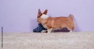 Active vigorous dog small corgi jumping galloping vigorously chewing on toys. Playful hyperactive puppy behavior adjustment workout. Joyful little dog has fun, frolics with new toys. Problem of choice