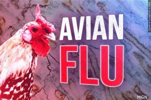 Fall bird migration raises risk of Highly Pathogenic Avian Influenza; local backyard poultry flock euthanized