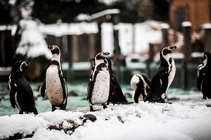 Christmas at London Zoo | London Zoo