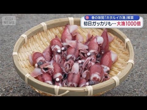 春の味覚「ホタルイカ漁」解禁 初日ガッカリも…大漁1000倍【スーパーJチャンネル】(2026年3月3日)