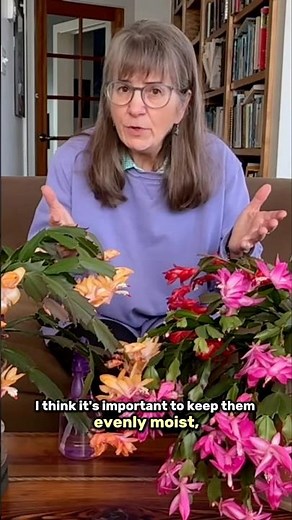 It Breaks My Heart! Don’t Let Your Christmas Cactus Dry Out Like This