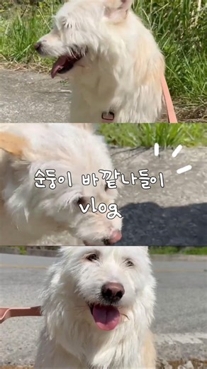 긴급] 930입양홍보 #사지말고입양하세요 #유기견 #유기견입양 #밀양보호소