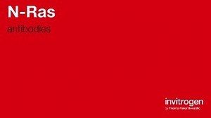 N-Ras antibodies from Thermo Fisher Scientific