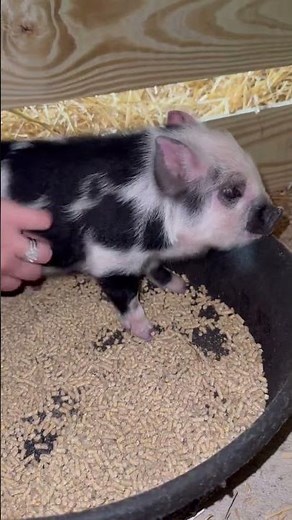 Meet Julie, the Juliana #pig , and one of the newest members of our #farmstead !
