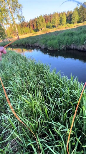 Fly fishing tips for beginners: essential tackle & techniques