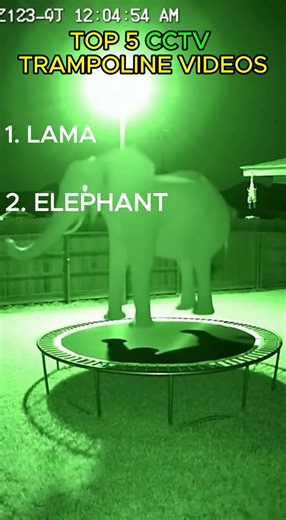 Top 5 WILD ANIMALS Caught on CCTV Jumping on Trampolines! 😂 You Won't Believe