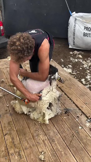 Summer Shearing: A Farming Tradition