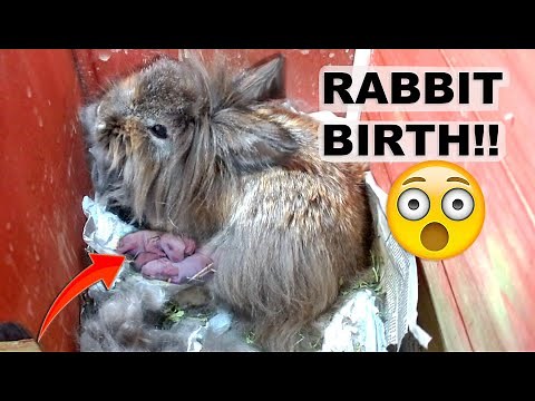LIONHEAD RABBIT GIVES BIRTH UNEXPECTEDLY *AMAZING*