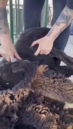 89K views · 7.8K reactions | Black sheep are uniquelly important. #shearingiscaring #sheep #wool #shearing | Right Choice Shearing | Facebook