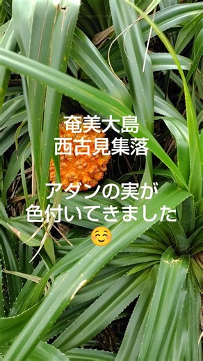 奄美大島 西古見集落 アダンの実が色付いてきました