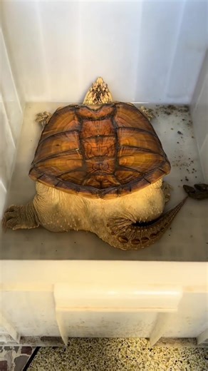 Chonky Turtle Poops: Hilarious Animal Moments