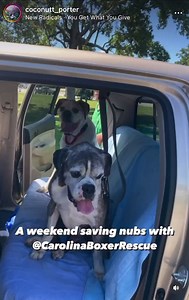 how our amazing volunteers spent their holiday weekend. rescue doesn’t stop for days off. “Three senior boys, one young male and one sweet bonded pair were rescued from the shelters and placed in loving foster homes thanks to selfless volunteers, who gave their time energy and resources this Labor Day weekend.” 🐶❤️🐾 #savethenubs | Carolina Boxer Rescue