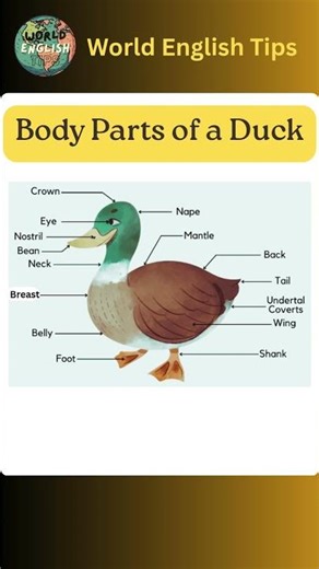 Body Parts of a Duck
