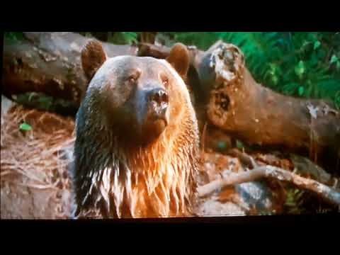 Doctor Dolittle 2 2001 John teaches Archie the bear how to grab a fish funny scene movieclip