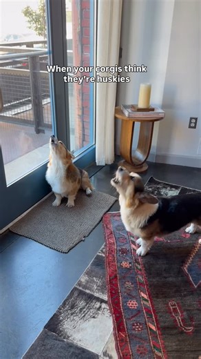 Corgi or husky? 😅 | Brady the Tri-Colored Corgi