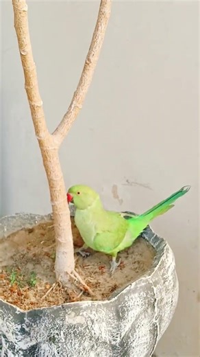 parrot sounds 🦜🦜