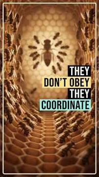THEY DON’T OBEY — THEY COORDINATE 🐝 #shorts #naturescience #beeintelligence
