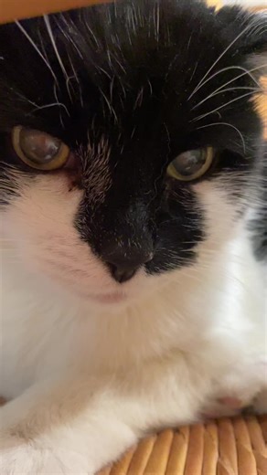 @tracy #cattok #pets #friday
