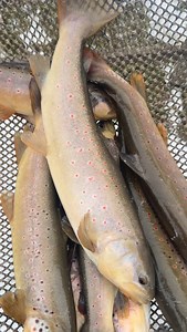 Zov.Fish on Reels