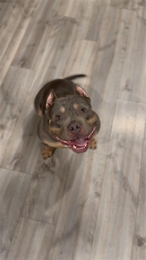 Built for power 🐾 Bred for performance 🐾 #pocketamericanbully #americanbully #pocketbully